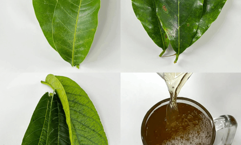 Infusión natural de hojas para apoyar la salud