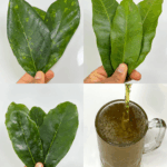 La bebida natural popularizada por el Dr. Frank Suárez