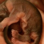 Un hombre rescató a un extraño animal bebé: ¡Nadie pensó que crecería de esta manera! Un hombre rescató a un extraño animal bebé: ¡Nadie pensó que crecería de esta manera!