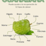 Guanábana: Una Fruta Tropical con Poder Medicinal Guanábana: Una Fruta Tropical con Poder Medicinal