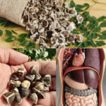 Semillas de Moringa: Para Qué Sirven y Cómo Usarlas Semillas de Moringa: Para Qué Sirven y Cómo Usarlas