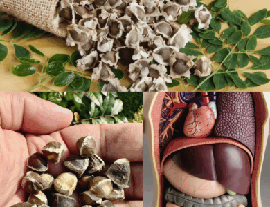 Semillas de Moringa: Para Qué Sirven y Cómo Usarlas