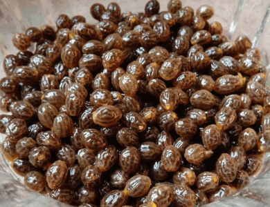 Cómo comer semillas de papaya: un superalimento desconocido que regula el azúcar, cuida el hígado y desparasita naturalmente Cómo comer semillas de papaya: un superalimento desconocido que regula el azúcar, cuida el hígado y desparasita naturalmente