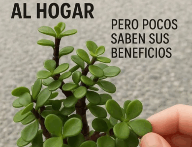 Esta planta atrae dinero y prosperidad a tu hogar Esta planta atrae dinero y prosperidad a tu hogar