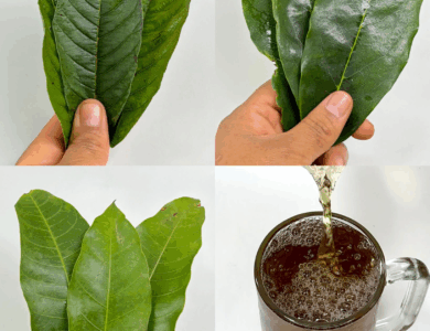 La infusión que el Dr. Frank Suárez recomendó para diabetes, cáncer, presión alta y mala circulación — ¡Sin medicamentos costosos! La infusión que el Dr. Frank Suárez recomendó para diabetes, cáncer, presión alta y mala circulación — ¡Sin medicamentos costosos!