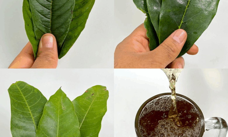 La infusión que el Dr. Frank Suárez recomendó para diabetes, cáncer, presión alta y mala circulación — ¡Sin medicamentos costosos!