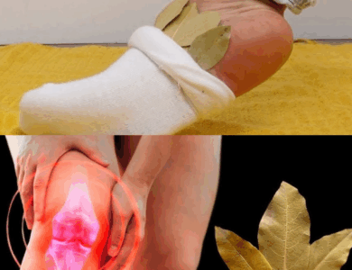 Coloca una ramita de laurel debajo de la almohada y olvídate de la farmacia Coloca una ramita de laurel debajo de la almohada y olvídate de la farmacia