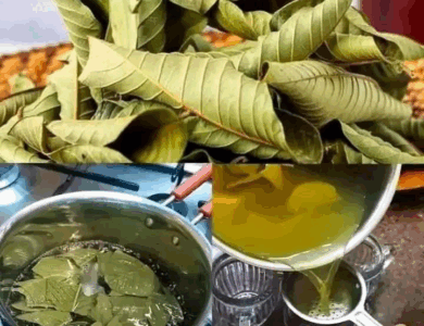 Beneficios Sorprendentes de la Hoja de Guayaba Beneficios Sorprendentes de la Hoja de Guayaba