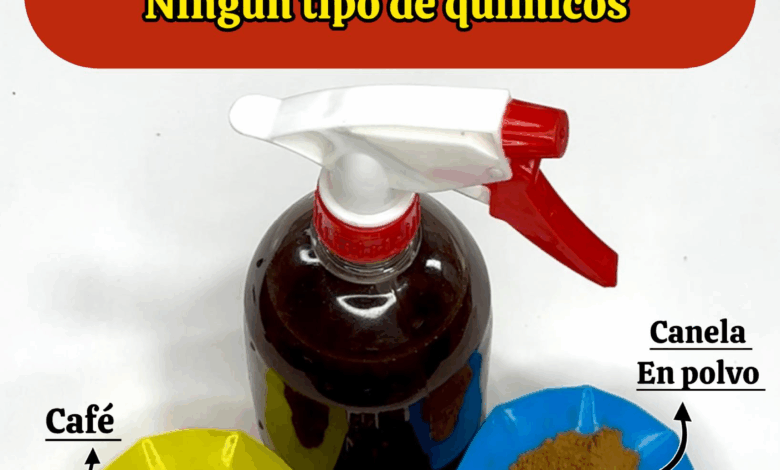 Secreto indio para hacer crecer el cabello y combatir la calvicie de forma natural