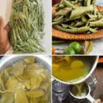 Té de Hojas de Guayaba: El Secreto Natural para la Salud y el Bienestar