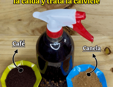 El Secreto Indio para Hacer Crecer el Cabello Rápido y Detener la Calvicie El Secreto Indio para Hacer Crecer el Cabello Rápido y Detener la Calvicie