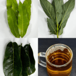 Infusión Natural de Aguacate, Mango, Guanábana y Cúrcuma: Un Tesoro de la Medicina Tradicional Infusión Natural de Aguacate, Mango, Guanábana y Cúrcuma: Un Tesoro de la Medicina Tradicional