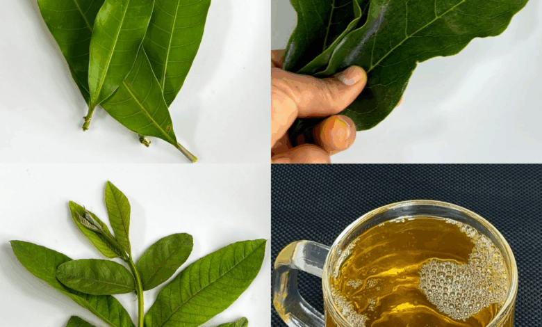 Infusión de Hojas de Guayaba, Guanábana y Mango con Cúrcuma