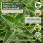 Kalanchoe: La Planta Milagrosa que Regenera, Desintoxica y Fortalece tu Cuerpo