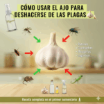 El Ajo: el secreto natural para mantener tu hogar libre de plagas
