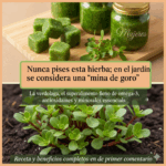 La Verdolaga: El Superalimento Milenario que Nutre, Cura y Protege tu Salud