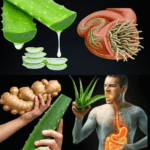 Aloe Vera: El Antibiótico Natural que Supera al Ajo y al Limón Aloe Vera: El Antibiótico Natural que Supera al Ajo y al Limón