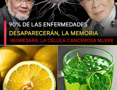 Secretos de Longevidad Japonesa: Lo Que Comen Cada Día los Médicos Más Longevos de Japón para Mantenerse Jóvenes y Fuertes