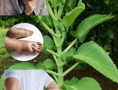 Kalanchoe pinnata: La Hoja Milagrosa que Cuida tu Salud de Forma Natural