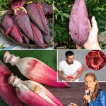 La Flor de Plátano: El Superalimento Tropical que Rejuvenece tu Cuerpo y Eleva tu Bienestar