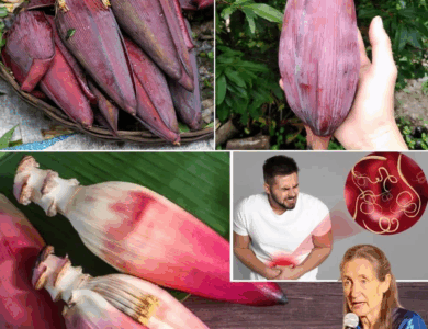 La Flor de Plátano: El Superalimento Tropical que Rejuvenece tu Cuerpo y Eleva tu Bienestar La Flor de Plátano: El Superalimento Tropical que Rejuvenece tu Cuerpo y Eleva tu Bienestar