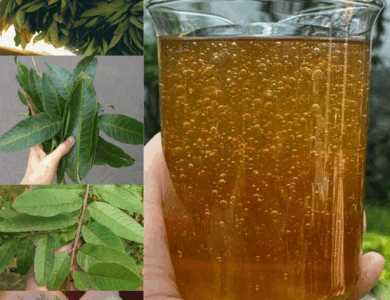 Las Cuatro Hojas Medicinales: Hoja de Aguacate, Hoja de Mango, Hoja de Laurel y Hoja de Guayaba