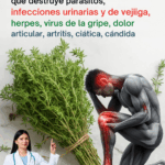 Tomillo: El Guardián Silencioso de la Vitalidad y el Bienestar Natural Tomillo: El Guardián Silencioso de la Vitalidad y el Bienestar Natural