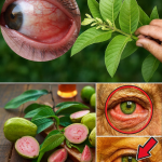 La Guayaba: El Secreto Natural para Cuidar tus Ojos y Mejorar tu Visión