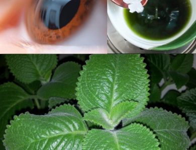 Orégano Brujo: La Planta Milagrosa que Mejora la Visión de Forma Natural