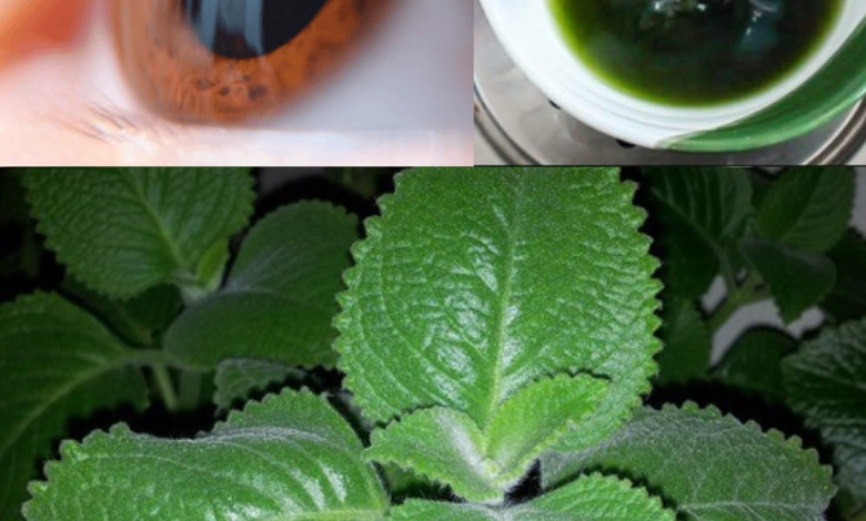 Orégano Brujo: La Planta Milagrosa que Mejora la Visión de Forma Natural