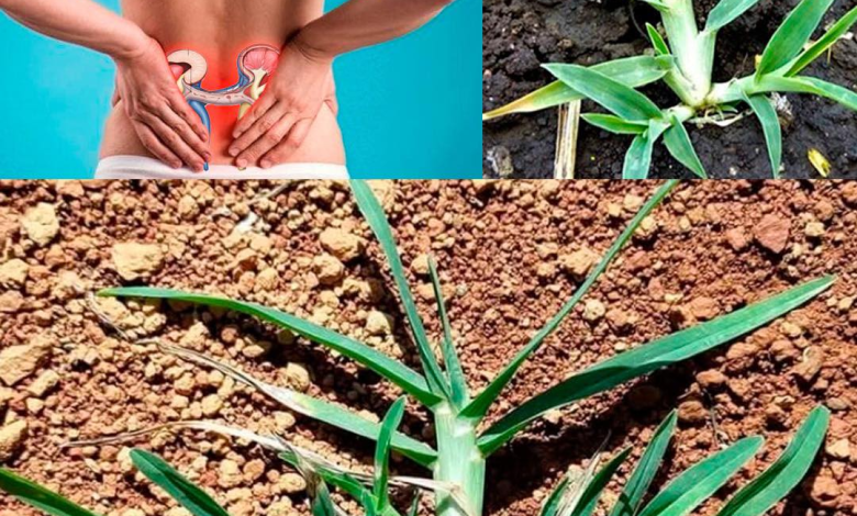 Plantas Naturales que Ayudan a Aliviar Dolores Musculares, de Cabeza y Corporales