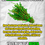 El Ajenjo: Una Hierba Poderosa Contra los Parásitos Intestinales