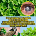 El Orégano Orejón: La Planta Milagrosa que Calma Dolores, Limpia las Vías Respiratorias y Sana Desde Adentro