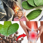 El Agua de Nopal: El Remedio Natural que Reduce la Inflamación y Fortalece los Huesos El Agua de Nopal: El Remedio Natural que Reduce la Inflamación y Fortalece los Huesos