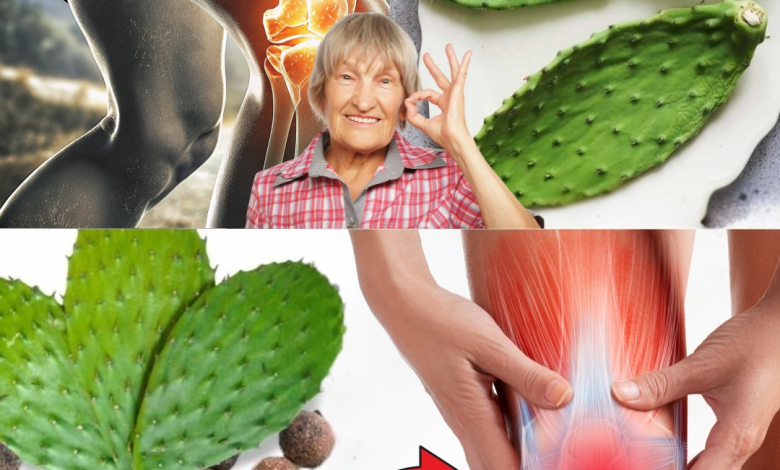 El Agua de Nopal: El Remedio Natural que Reduce la Inflamación y Fortalece los Huesos