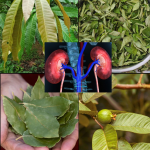 El Poder Curativo de Cuatro Hojas Medicinales: Aguacate, Mango, Guanábana y Naranja