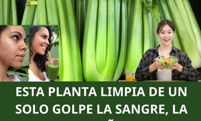 El Apio: El Depurador Natural que Limpia, Regenera y Fortalece Tus Riñones y Tu Hígado