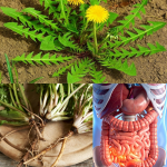 El Poder Asombroso del Diente de León: 30 Razones por las que esta “Mala Hierba” es el Sanador Definitivo de la Naturaleza