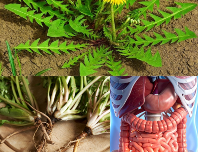 El Poder Asombroso del Diente de León: 30 Razones por las que esta “Mala Hierba” es el Sanador Definitivo de la Naturaleza