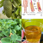 Té de Guanábana y Orégano Ancho: Una Infusión Natural para Fortalecer tu Salud