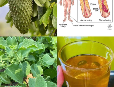 Té de Guanábana y Orégano Ancho: Una Infusión Natural para Fortalecer tu Salud